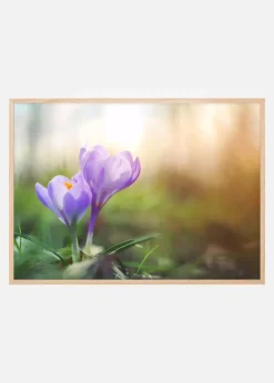 Lilla Krokus Plakat (30x40 cm)