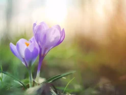 Lilla Krokus Plakat (30x40 cm)