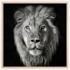 Lion Portrait- Panthera Leo Plakat (30x30 cm)