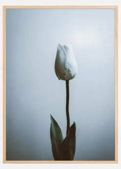 Lonely White Rose Plakat (21x29.7 cm (A4))