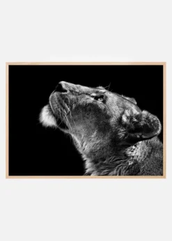 Looking Up Plakat (21x29.7 cm (A4))