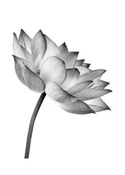 Lotus open Plakat (21x29.7 cm (A4))