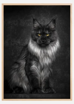 Maincoon Plakat (21x29.7 cm (A4))