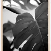 Monstera in Black and White ll Plakat (21x29.7 cm (A4))