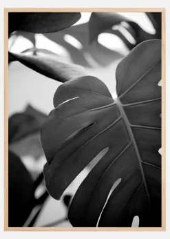 Monstera in Black and White ll Plakat (21x29.7 cm (A4))