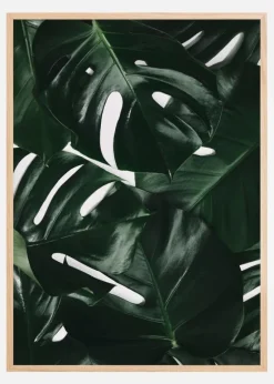 Monstera Plant I Plakat (21x29.7 cm (A4))