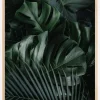 Monstera Plant II Plakat (21x29.7 cm (A4))
