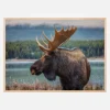 Moose Plakat (21x29.7 cm (A4))