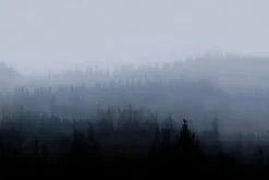 Morning Bird Plakat (21x29.7 cm (A4))