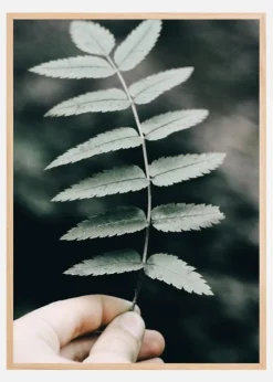 Mountain Ash Plakat (21x29.7 cm (A4))