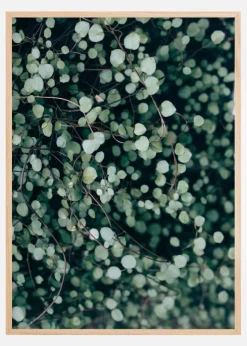 Muehlenbeckia Plakat (21x29.7 cm (A4))