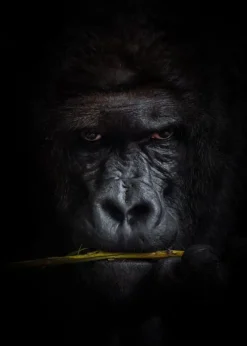 Mysterious gorilla Plakat (21x29.7 cm (A4))