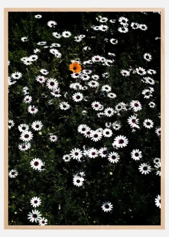 Namaqua Plakat (21x29.7 cm (A4))