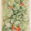 Nasturtium Tapestry Plakat (21x29.7 cm (A4))