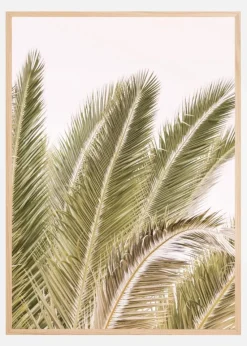 Oasis Palm 01 Oa 01 Plakat (21x29.7 cm (A4))