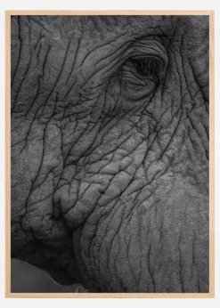 Olifant 01 Plakat (21x29.7 cm (A4))