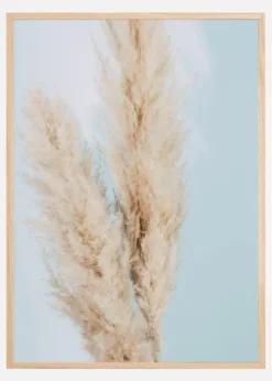Pampas Grass Blue Plakat (21x29.7 cm (A4))