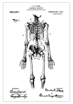 Patenttegning - Anatomisk Skelet I Plakat (21x29.7 cm (A4))