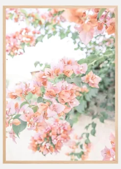Peach Bougainvillea Plakat (21x29.7 cm (A4))