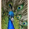 Peacock I Plakat (21x29.7 cm (A4))
