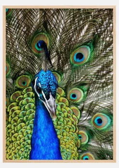 Peacock I Plakat (21x29.7 cm (A4))