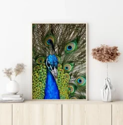 Peacock I Plakat (21x29.7 cm (A4))