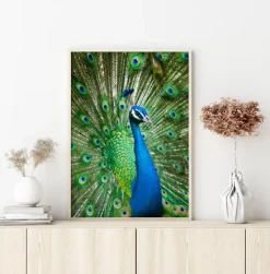 Peacock Plakat (21x29.7 cm (A4))
