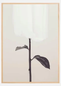 Peony 18 Plakat (21x29.7 cm (A4))