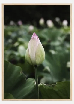 Peony Field Plakat (21x29.7 cm (A4))