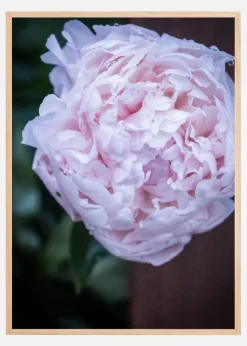 Peony I Plakat (21x29.7 cm (A4))