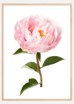 Peony Plakat (21x29.7 cm (A4))