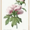 Peony Plakat (21x29.7 cm (A4))
