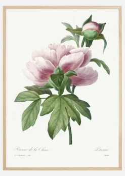 Peony Plakat (21x29.7 cm (A4))