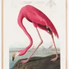 Pink Flamingo From Birds of America (1827) Plakat (21x29.7 cm (A4))