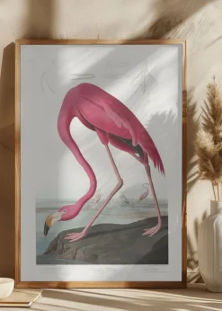 Pink Flamingo From Birds of America (1827) Plakat (21x29.7 cm (A4))