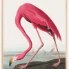 Pink Flamingo Ii From Birds of America (1827) Plakat (21x29.7 cm (A4))