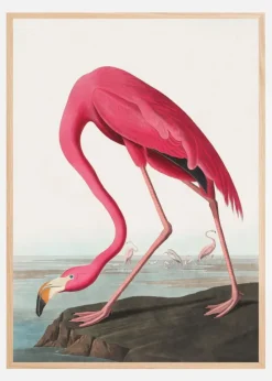 Pink Flamingo Ii From Birds of America (1827) Plakat (21x29.7 cm (A4))