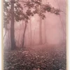 Pink Forrest Plakat (21x29.7 cm (A4))