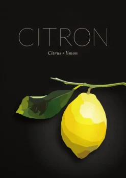 Plakat (21x29.7 cm (A4))