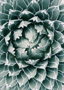 Plant Plakat (21x29.7 cm (A4))