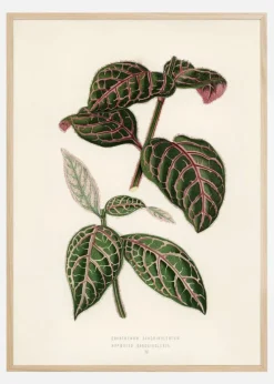 Plectranthus Scutellarioides Plakat (21x29.7 cm (A4))