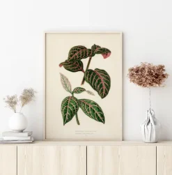 Plectranthus Scutellarioides Plakat (21x29.7 cm (A4))