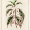 Plectranthus Scutellarioides III Plakat (21x29.7 cm (A4))
