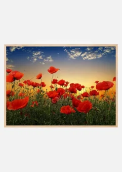 Poppies Plakat (21x29.7 cm (A4))