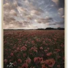 Poppy Field In Sweden Plakat (21x29.7 cm (A4))
