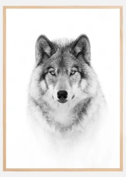 Portrait of a Timber Wolf Plakat (21x29.7 cm (A4))