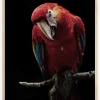 Portrait of Scarlet Macaw Plakat (21x29.7 cm (A4))