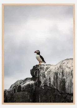Puffin Plakat (21x29.7 cm (A4))