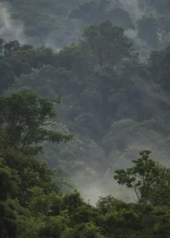 Rainforest Plakat (21x29.7 cm (A4))