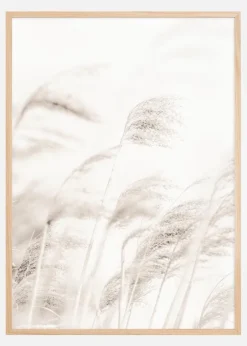 Reed Plakat (21x29.7 cm (A4))